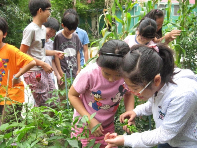 ▲ 학교 텃밭을 통해 아이들은 일상에서 자연을 보고, 만지고, 느낀다. 친구들과 함께 농사지으며 즐거워하고 수확물을 나누면서 뿌듯해하는 아이들의 모습. ⓒ강수현